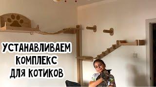 Комплекс для кошек - лучшее, чем вы можете порадовать своих питомцев