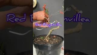 Making a Red Bougainvillea Bonsai Tree