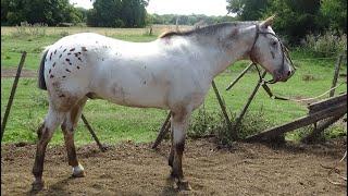 Caballo anca pintada muy manso $2.500.000 LOSEQUINOS.COM