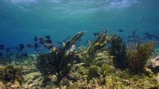 ELKHORN CORAL CLASSIFICATION