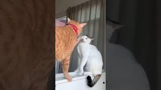 very funny cats compilation  #funnyanimals #cutecat #viral #youtubeshorts