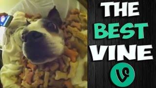  The Best Vine 2015 Part 26  Vine Compilation - Самые Лучшие Vine Приколы (26  ВЫПУСК)