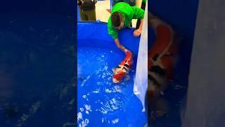 Worlds Largest and Best Koi Fish! 