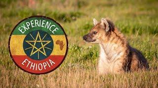 Tour of Experience Ethiopia at Yorkshire Wildlife Park