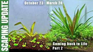 Reviving a 12 year old Echinodorus red rubin | Coming back to life (Part 2)