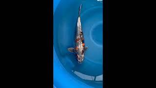 large koi from Yoshikigoi 55cm to 65cm available through Derbyshire Koi complete with Outakes