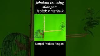 jebakan perkutut crossing