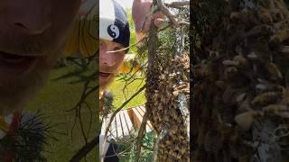 Honey bee swarm capture! Don’t try this at home #savethebees #beekeeping #bees #confidence #swarm