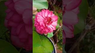 Red prospects lotus  flower #fidhoozgarden #shortsvideo #lotusflower