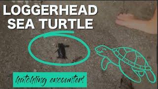 Loggerhead Turtle | Jupiter Florida | Realtor Nicole Stanbra and Family Encounter Adorable Hatchling