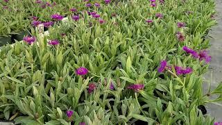 Centaurea 'Amethyst Dream' (Bachelor's Buttons) / RADIANT, DARK Purple blooms Spring & Early Summer