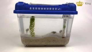 Triops King Einsteigerset II Urzeitkrebse Set