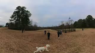 Dog Park with Poodle from hell