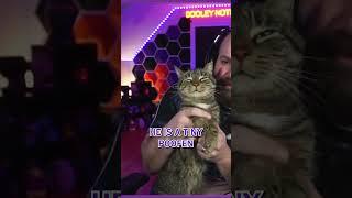 THE POOFEN SONG! | #cats #ytshorts #tabby