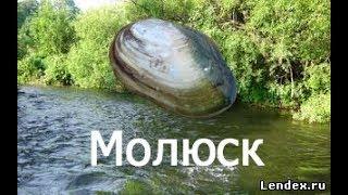 РР3.99 - Наживки - Ловля моллюска