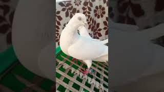 Asif Ali vlogs #vlogs #movie #birds #amazing