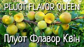 Плуот Флавор Квін  Pluot Flavor Queen