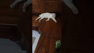 Dj remen cat