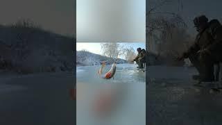 Сидим И Ловим Окуня  #окуньзимой#окуньнамормышку #окуньнаблесну  #рыбалкапопервомульду #shorts