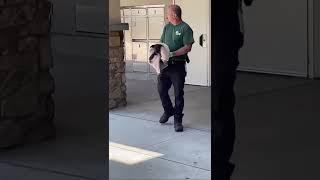 Virus Exposure Puts Shelter Pup At Greater Risk, We Knew She Needed Saving ASAP [STORY BELOW]