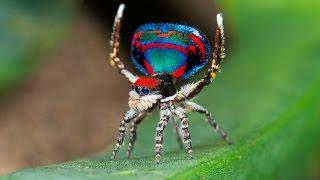 Peacock Spider 12 (Maratus caeruleus)