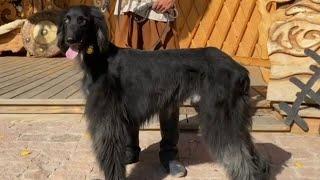 тайган Taigan Dog Breed From ASIA-KHAN»Kennel/Питомник