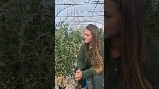 Listen to your plants sing?