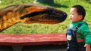 Largest snake-Biggest Snake-Sucuri Gigante-Giant Anaconda-Giant Snake-Longest Snake
