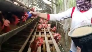 Beternak Ayam Petelur Ternyata Menjanjikan dan Menyenangkan