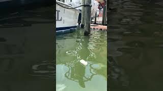 Saving Marine Life: Clean Up with Eco Clean Marine 