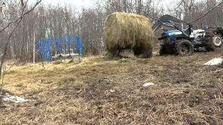 Putting out Hay