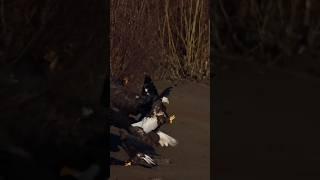Watch the Eagles Assemble in Glory 