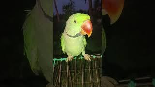 papa️ #parrot #talkingparot #birds #talkingparrot #cute #pets #cutebird #nonstoptalkingparrot #cut
