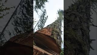Send it! #mitchzenobitrees #logging #lumberjack #logger #chainsaw #trees #treecutting