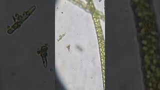 What is it? #diatom #microorganism #water #life