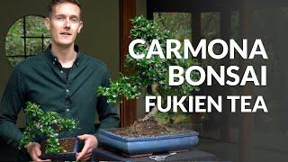 Fukientee (Carmona Bonsai)