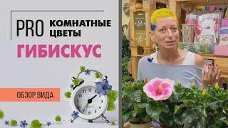 Гибискус комнатный или Китайская роза | Правильный уход за гибискусом. Растение для южного окна.