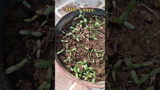 How to grow marigold (गेंदा) from flower| marigold seeds| easy way to grow marigold #marigold
