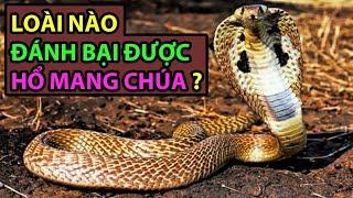 5 Loài Động Vật Có Thể Đánh Bại HỔ MANG CHÚA - Động Vật Facts #79