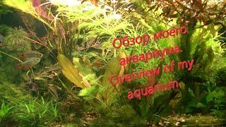 #Aquarium#Обзор моего аквариума_Overview of my aquarium