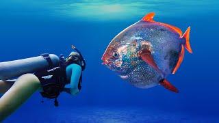 Opah Fish: The Only Truth Warm-Blooded Fish In The Ocean | Flaps Fins To Generate Heat