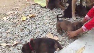 Baby play with dog in Cambodia For in The  World