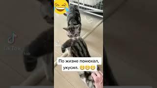 Укусил кота за попу #shorts