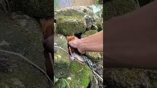 always hide behind a rock #shortvideo #nature #nest #woodscraft #birds #animals #villagelife