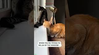 Cute Animals  kitten meowing crying  #cathouse Ep 7020