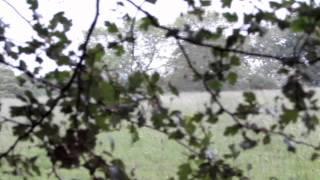Some footage of my morning walks (deer's).