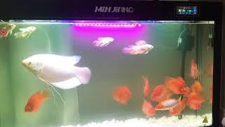 Minjiang 5 feet Imported Aquarium By Paul Pro Holesale Contact Us - 9990004078