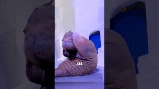 This giant dude is full of surprises.#animal #walrus