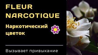 Духи Fleur Narcotique - описание аромата. Наркотический цветок, цепляющий с первого раза.