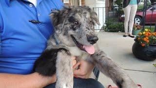 Crazy Australian Shepherd Puppy - Dog Whisperer  BIG CHUCK MCBRIDE